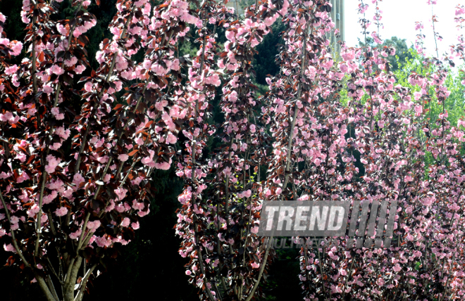 Spring in Baku. Azerbaijan, Baku, 20 apr. 2016